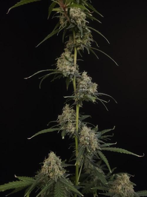 93 test 3. Week 7