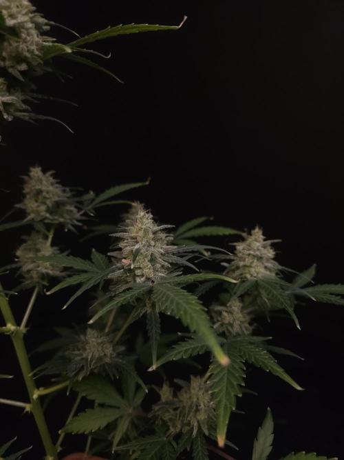 93 test 3. Week 7