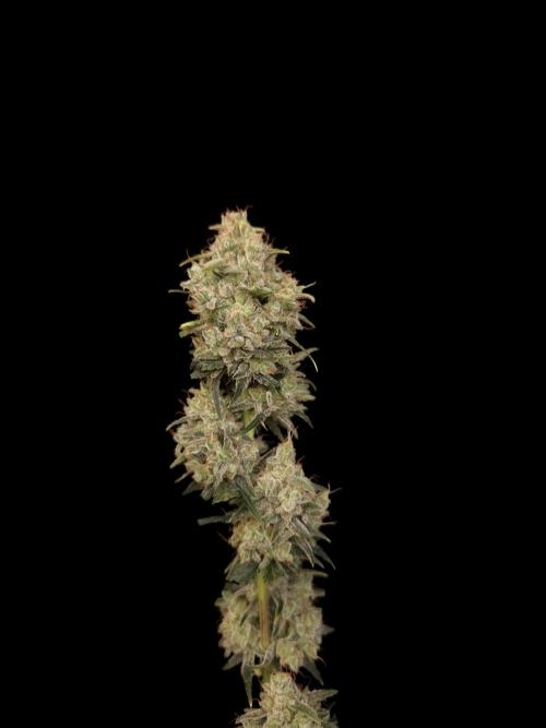 93 test 3. Week 7