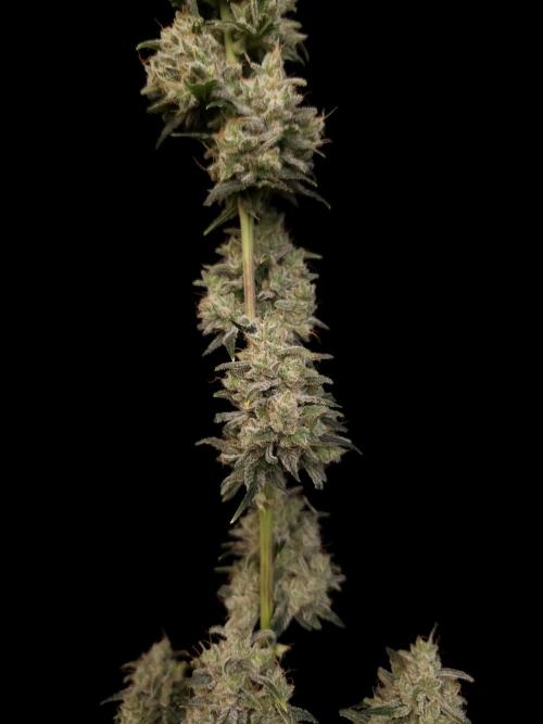 93 test 3. Week 7