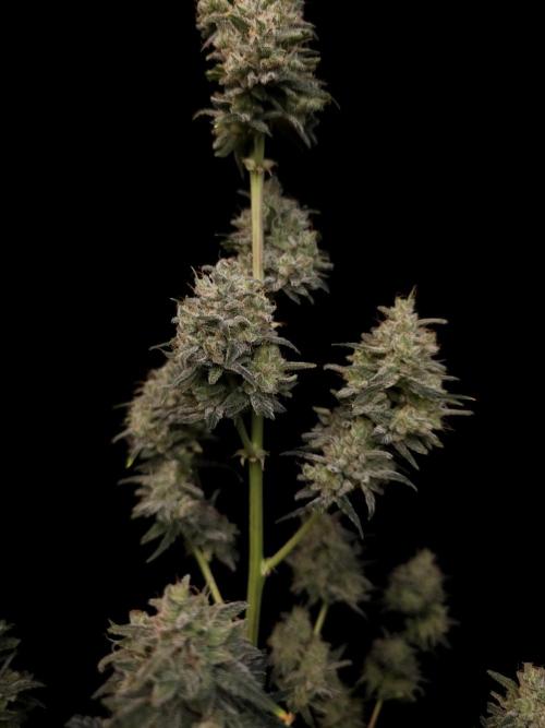 93 test 3. Week 7