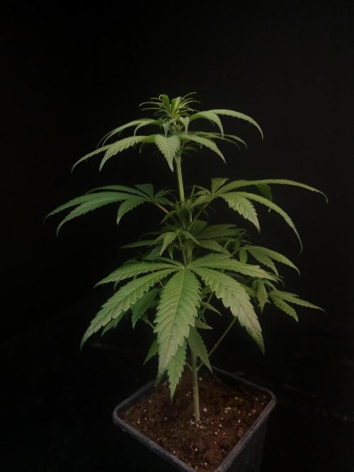 604 test 3. Week 1