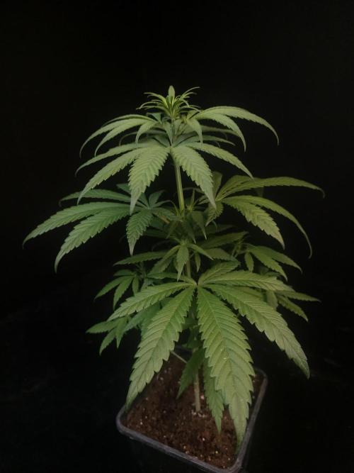 604 test 3. Week 1