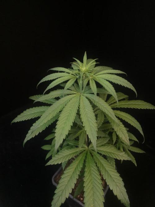 604 test 3. Week 1
