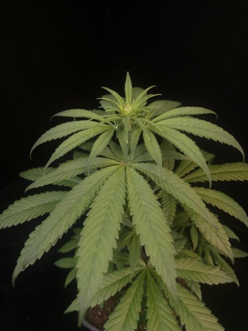 604 test 3. Week 1