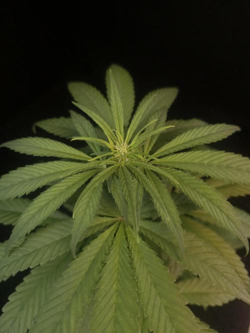 604 test 3. Week 1
