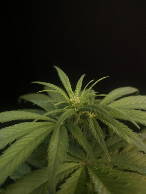 604 test 3. Week 1