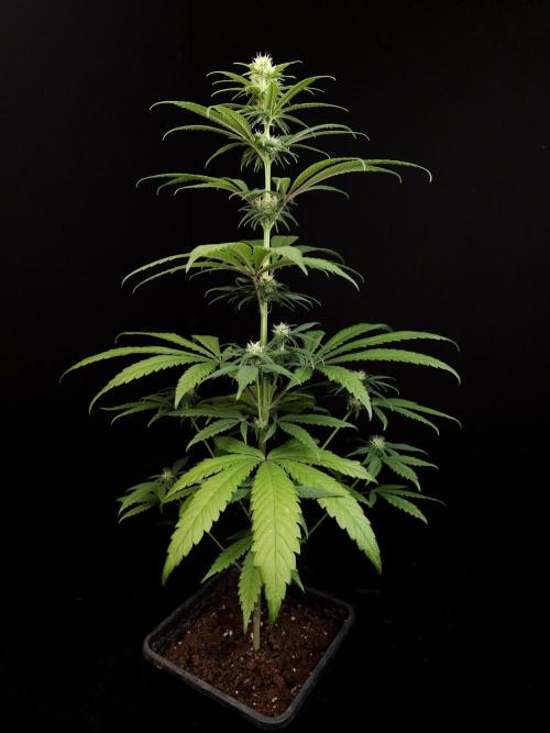 604 test 3. Week 2