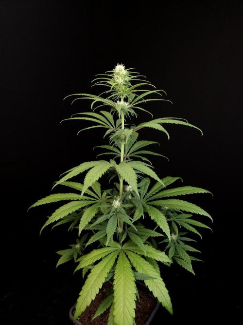 604 test 3. Week 2