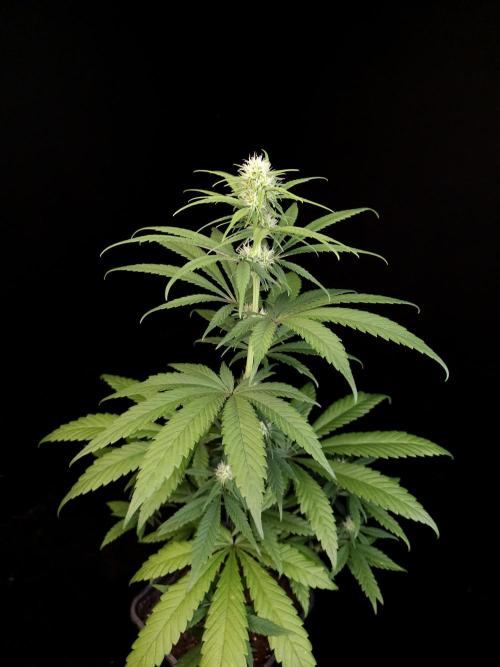 604 test 3. Week 2