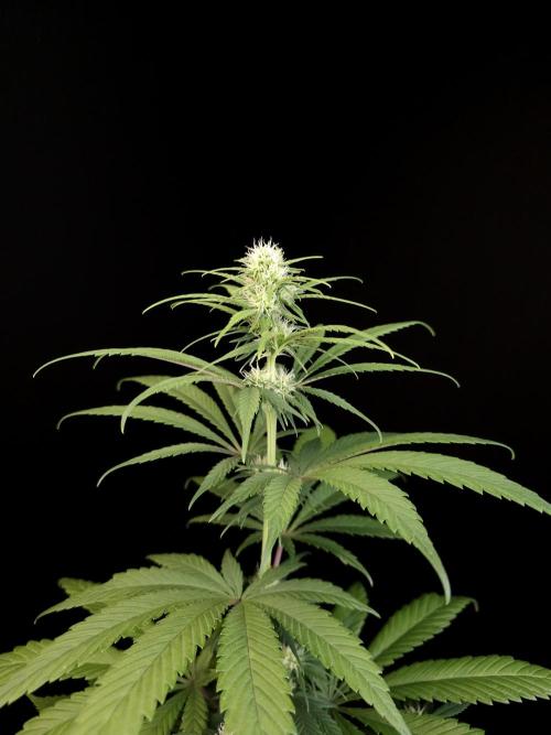 604 test 3. Week 2