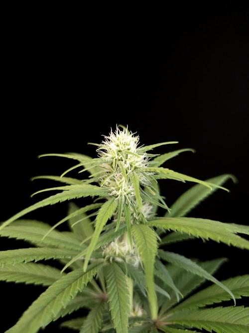 604 test 3. Week 2