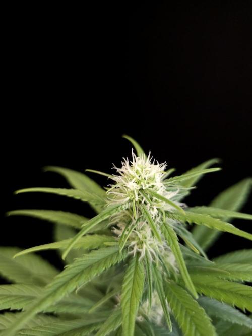 604 test 3. Week 2