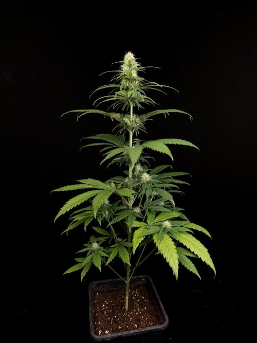 604 test 3. Week 3