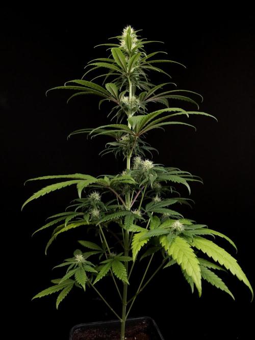 604 test 3. Week 3