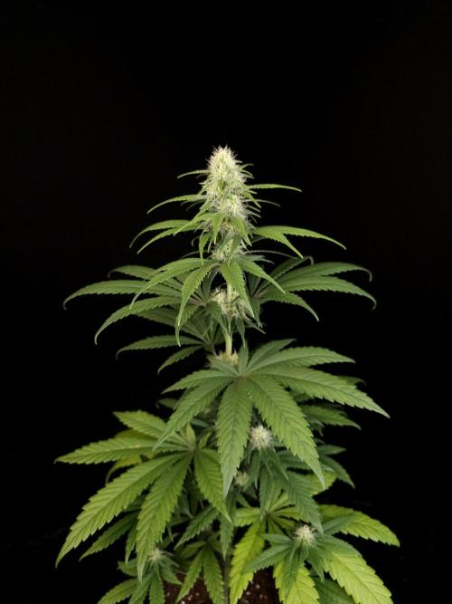 604 test 3. Week 3