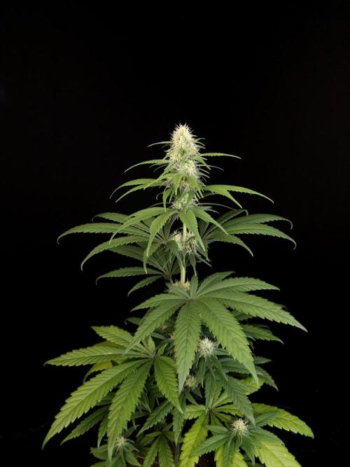 604 test 3. Week 3
