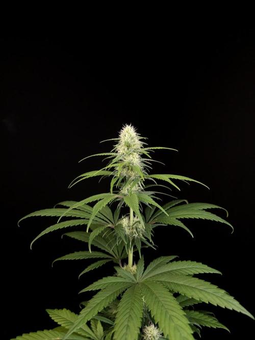 604 test 3. Week 3
