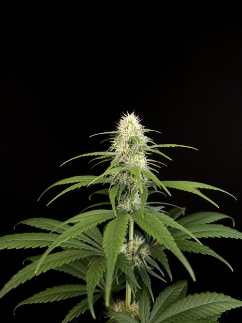 604 test 3. Week 3