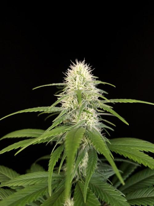 604 test 3. Week 3