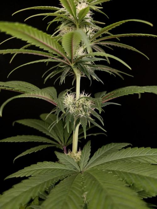 604 test 3. Week 3