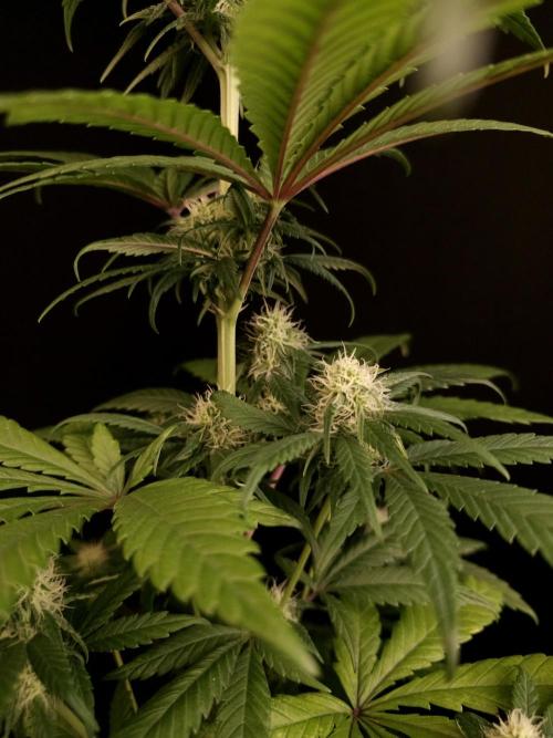 604 test 3. Week 3