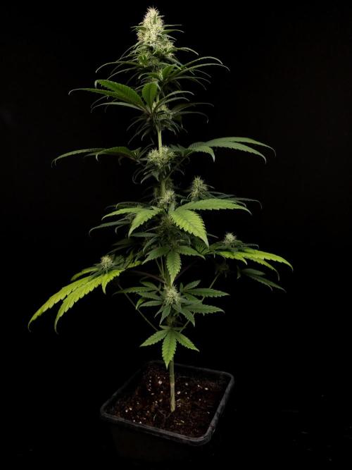 604 test 3. Week 4