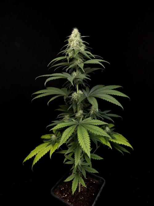 604 test 3. Week 4