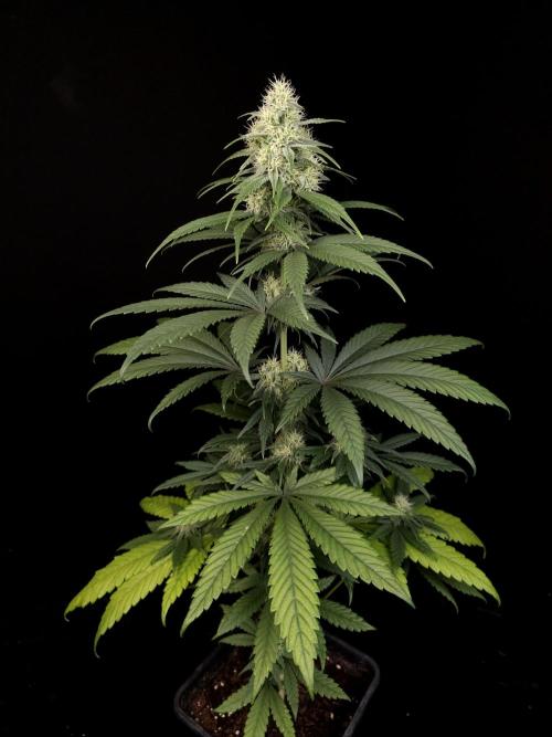 604 test 3. Week 4