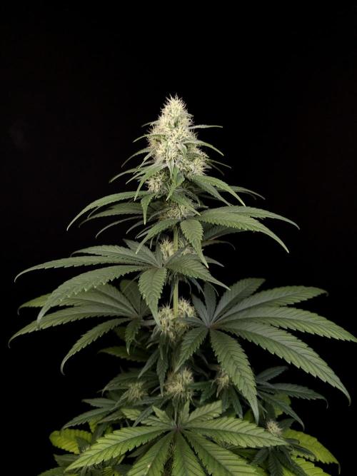 604 test 3. Week 4