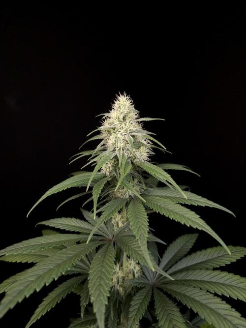 604 test 3. Week 4