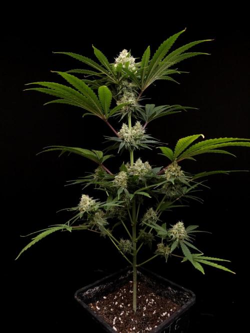604 test 3. Week 5