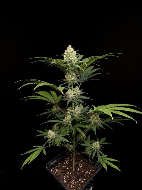 604 test 3. Week 5
