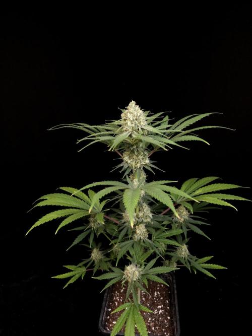 604 test 3. Week 5
