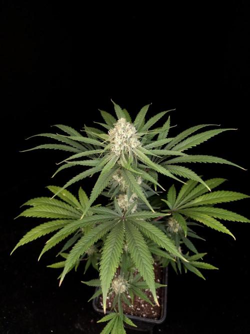 604 test 3. Week 5