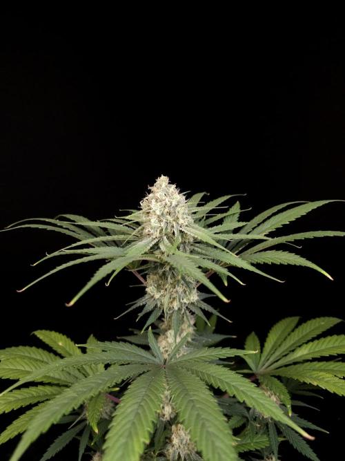 604 test 3. Week 5
