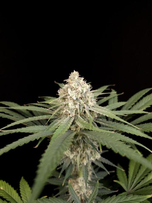604 test 3. Week 5