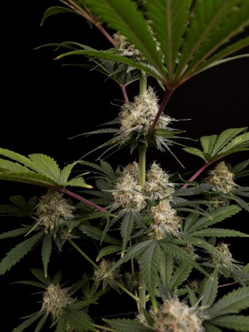 604 test 3. Week 5