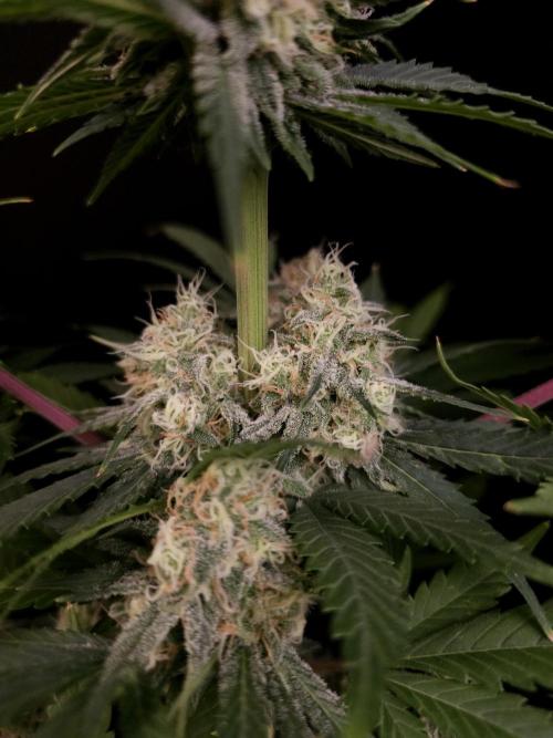 604 test 3. Week 5