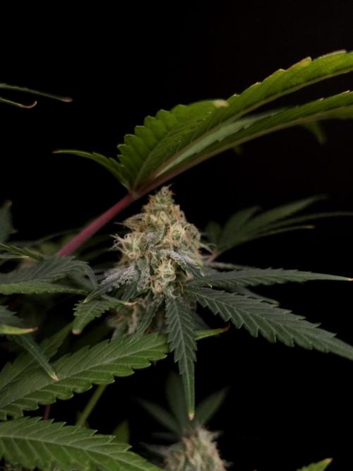 604 test 3. Week 5
