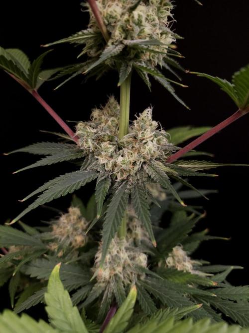 604 test 3. Week 5