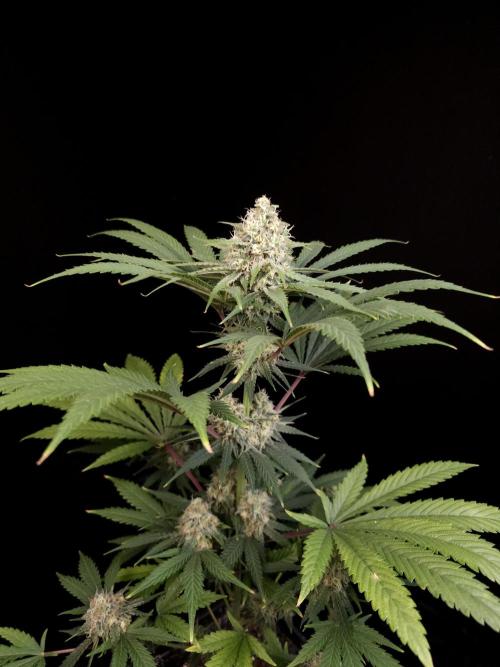 604 test 3. Week 5