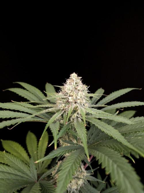 604 test 3. Week 5