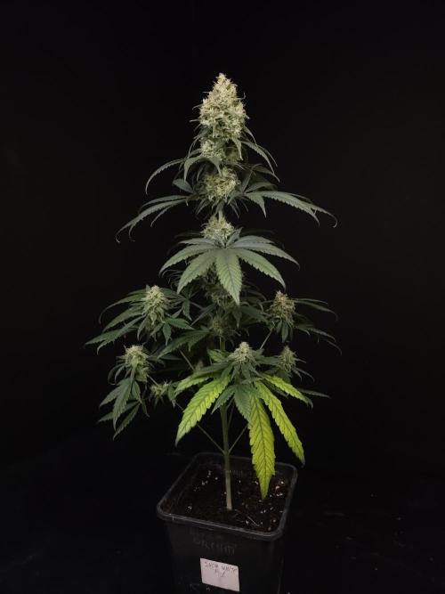 604 test 3. Week 6