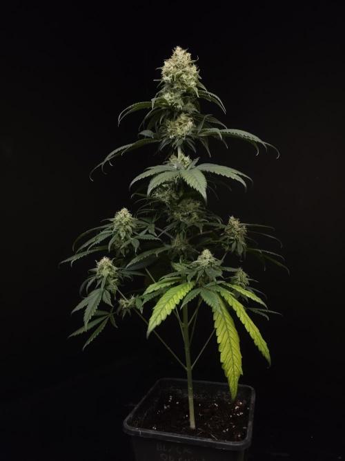 604 test 3. Week 6