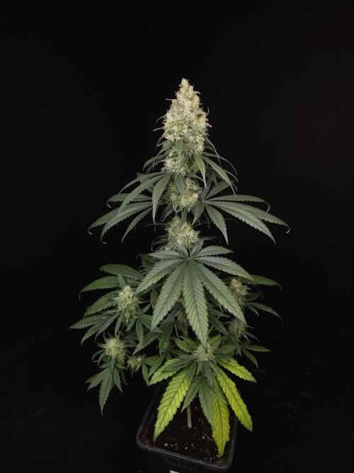 604 test 3. Week 6