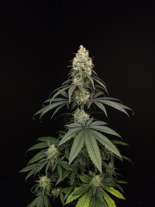 604 test 3. Week 6