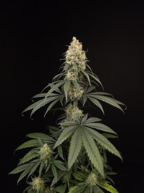 604 test 3. Week 6