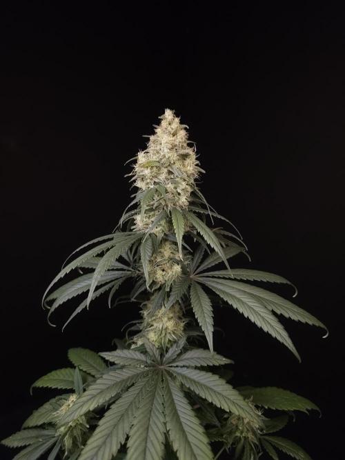 604 test 3. Week 6