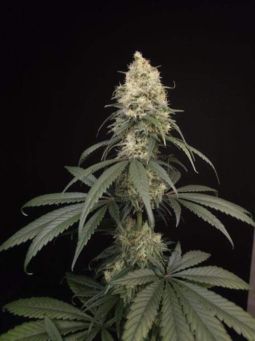 604 test 3. Week 6